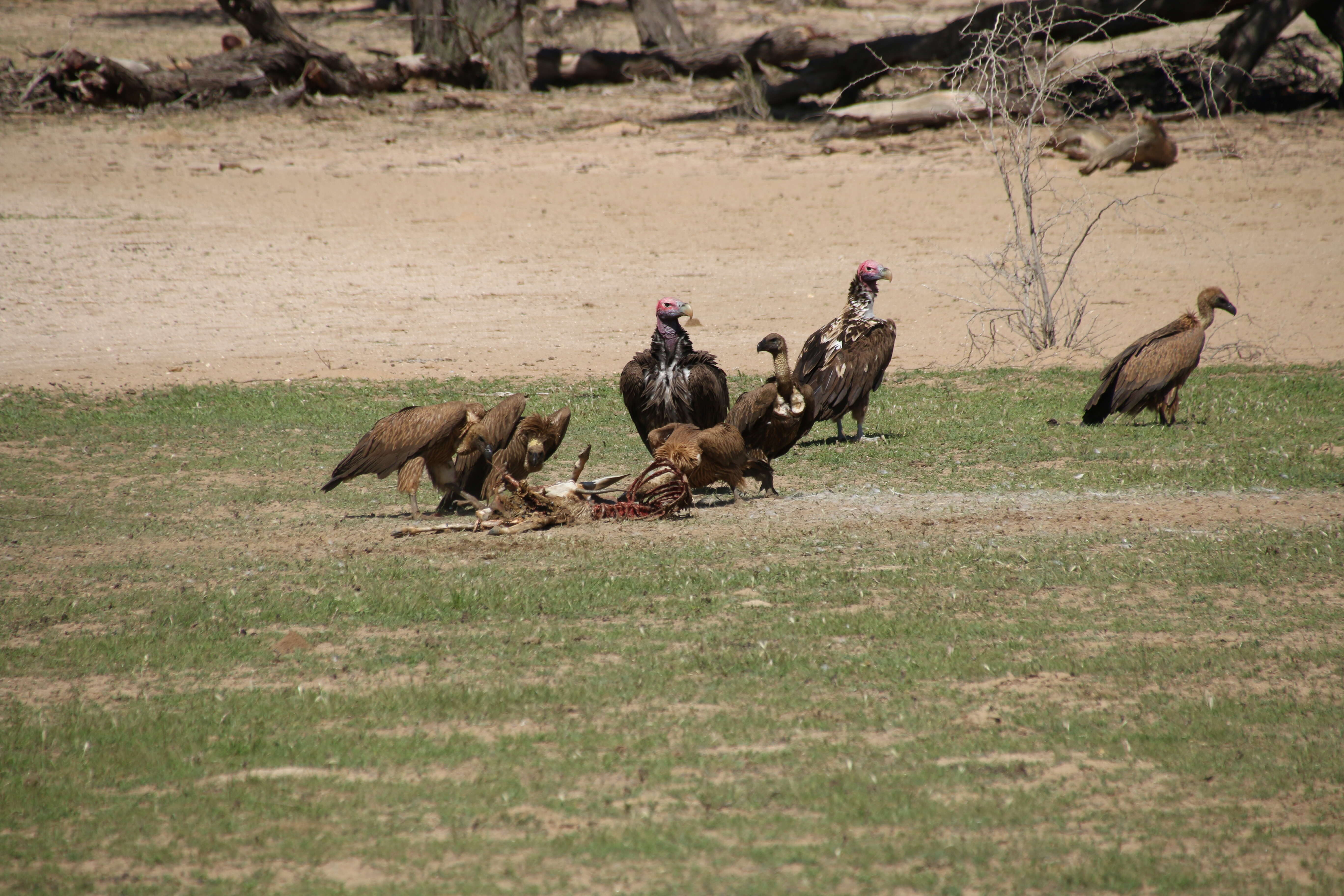 Image of White-backed Vulture