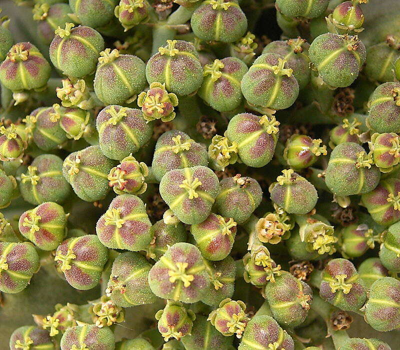 Image of Euphorbia meloformis Aiton