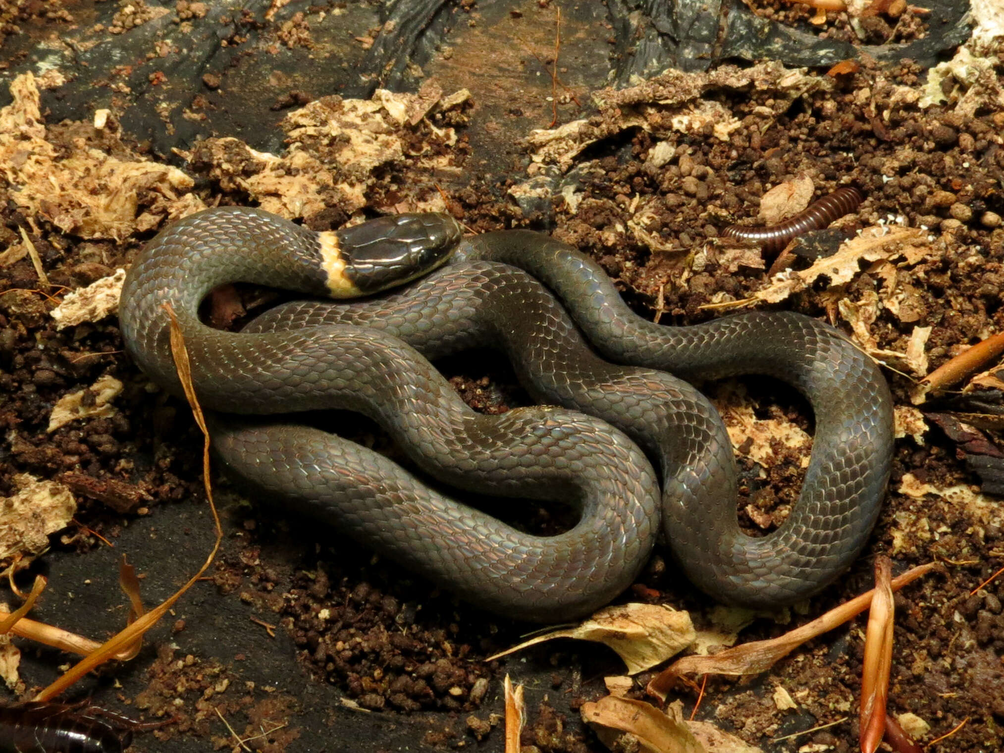 Image of Ring-necked Snake