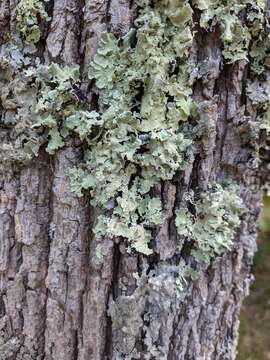 Image of Common greenshield lichen