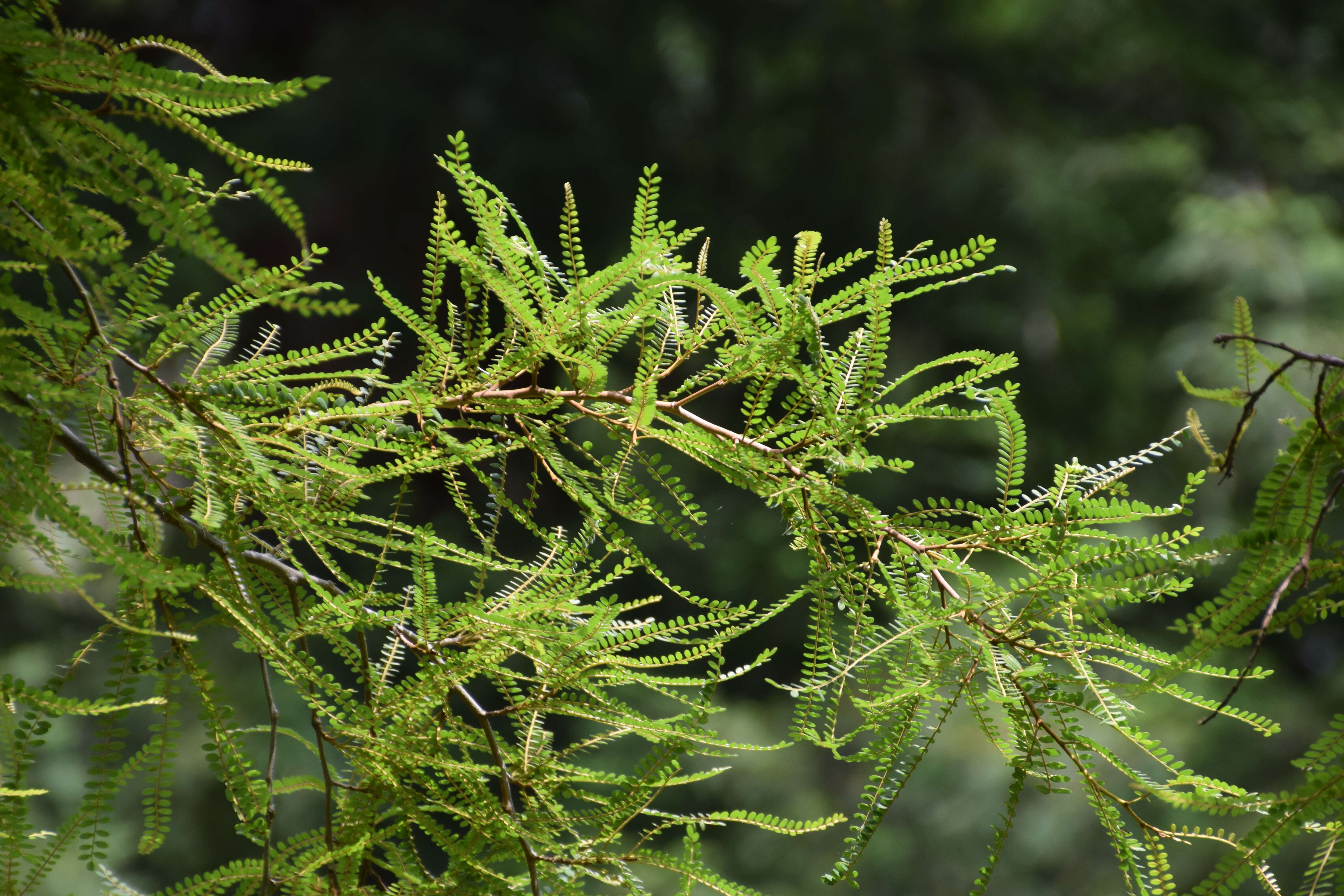 Image of kowhai