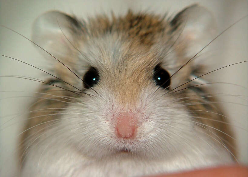 Image of Dzhungarian Hamster