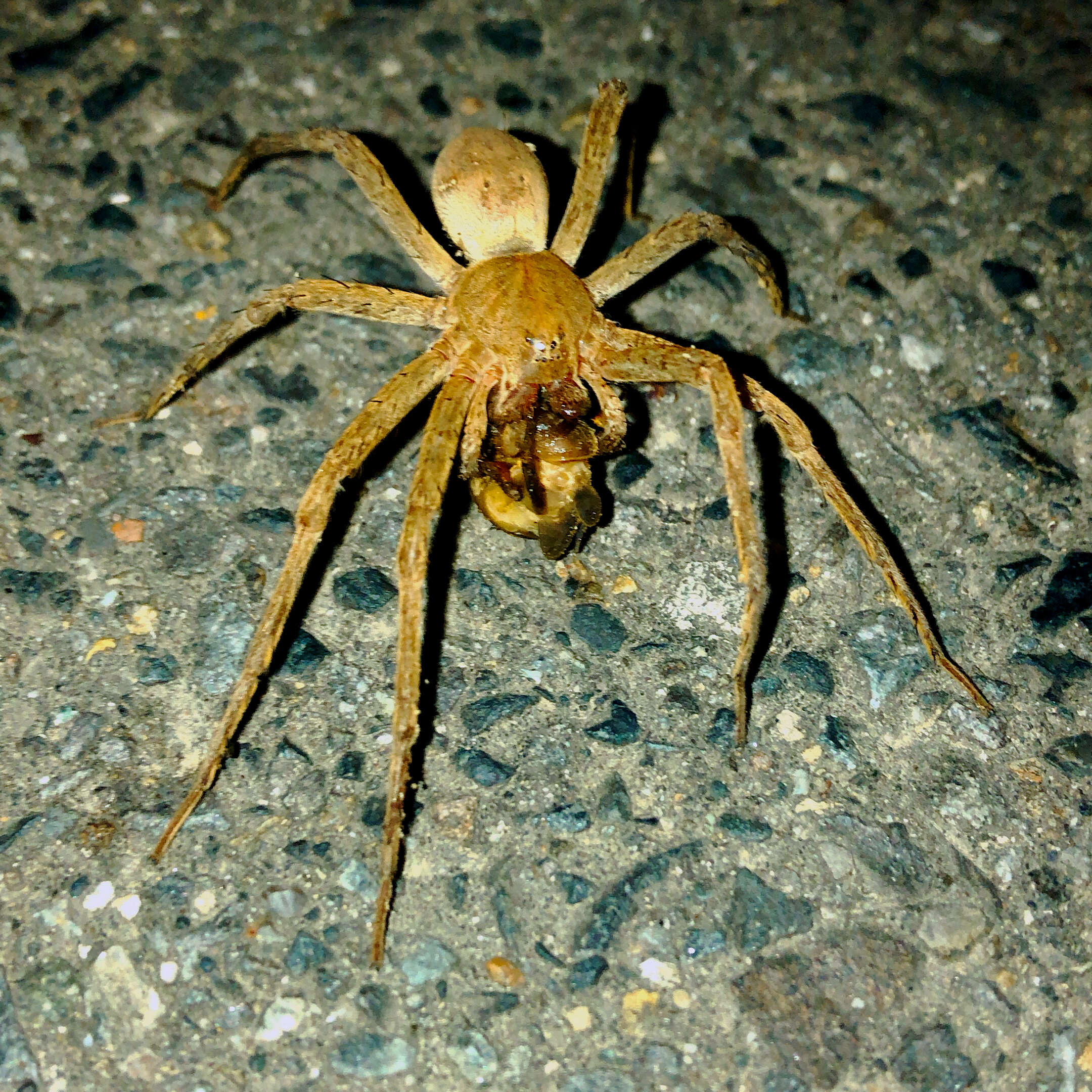 صورة Dolomedes sulfureus L. Koch 1878