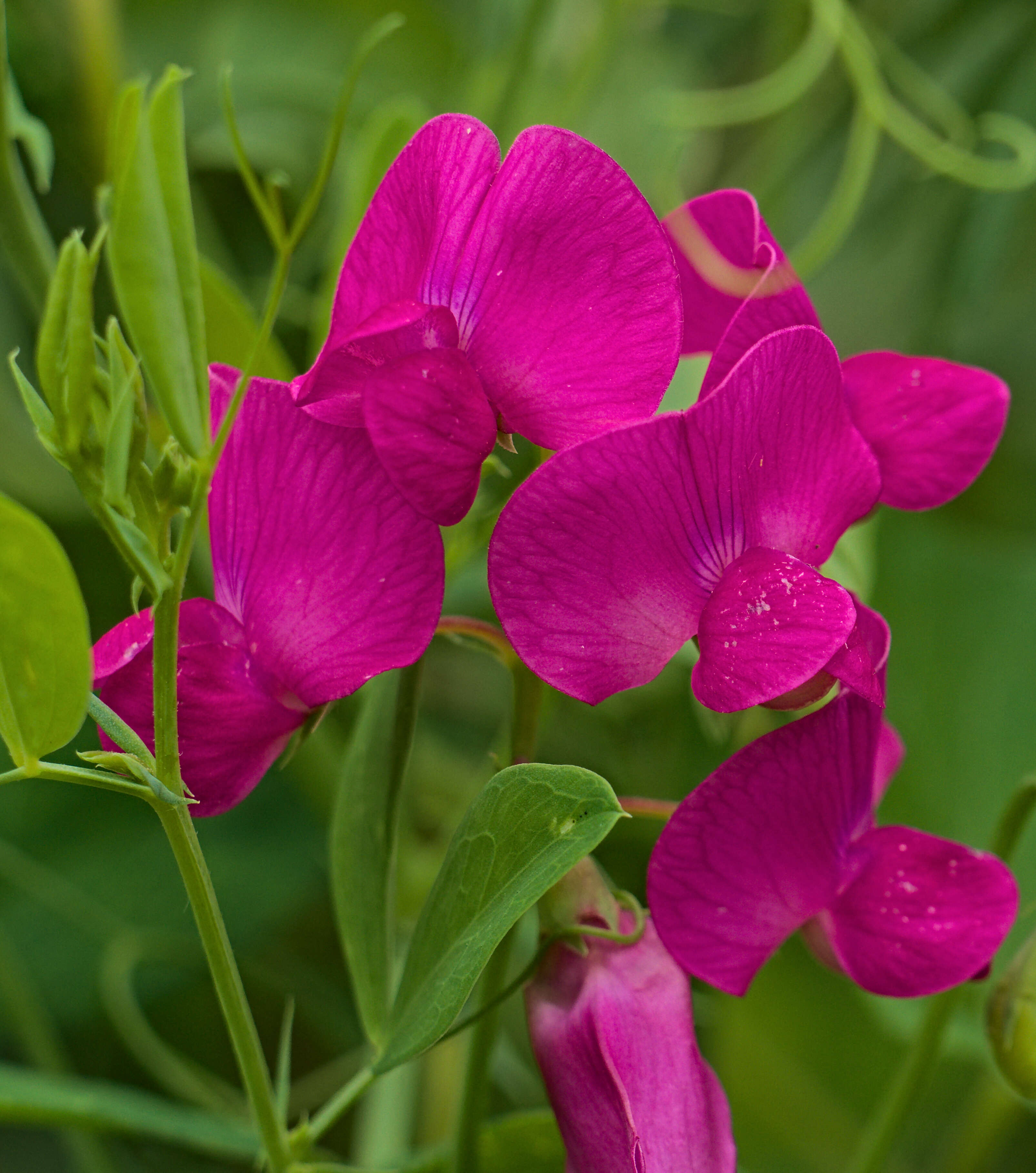 Image of tuberous pea