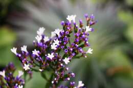 Image of Mediterranean sea lavender