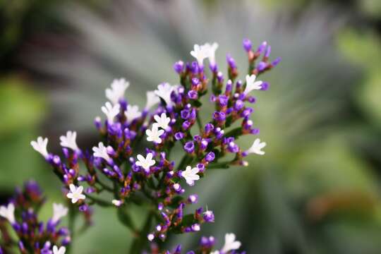 Image of Mediterranean sea lavender