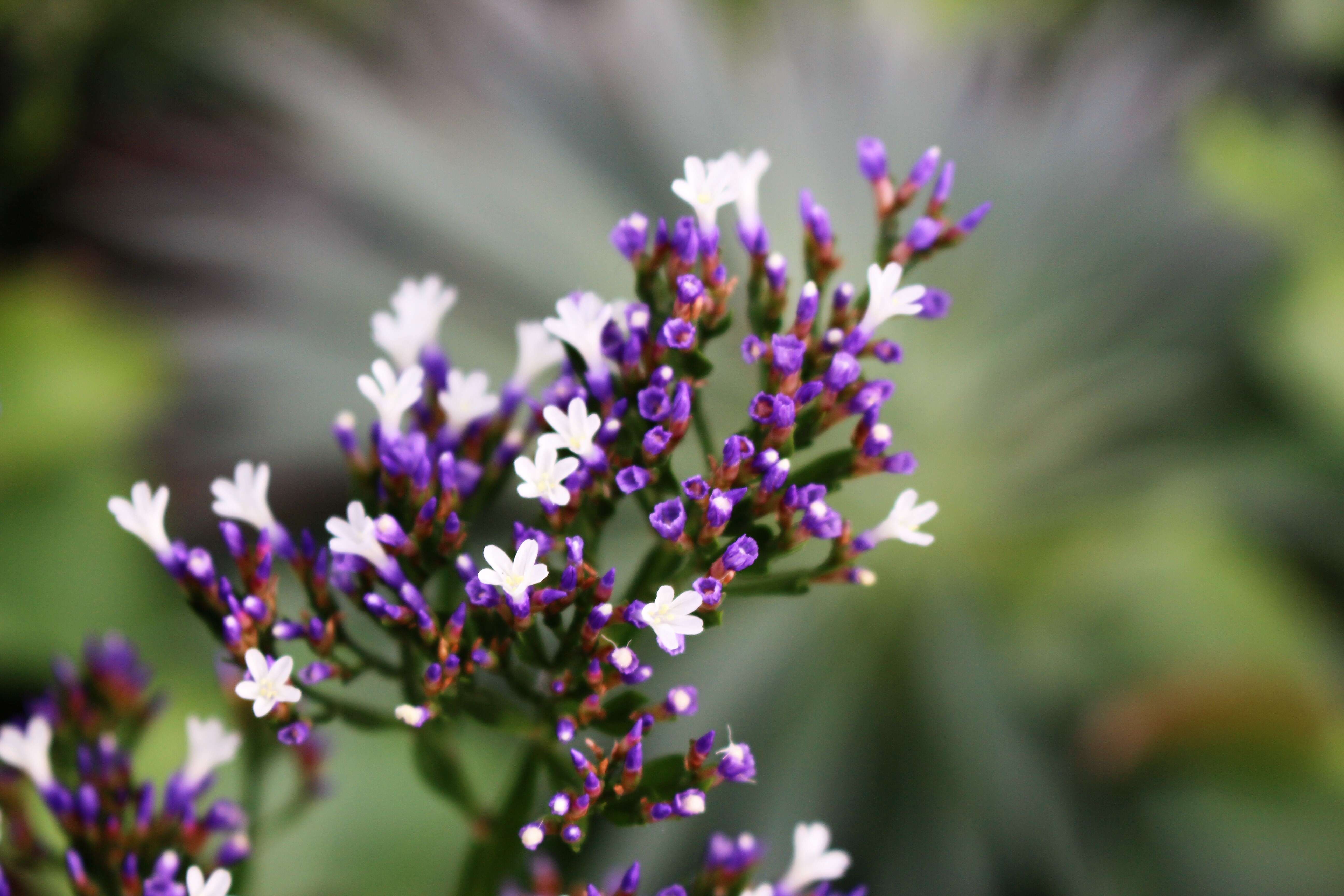 Image of Mediterranean sea lavender