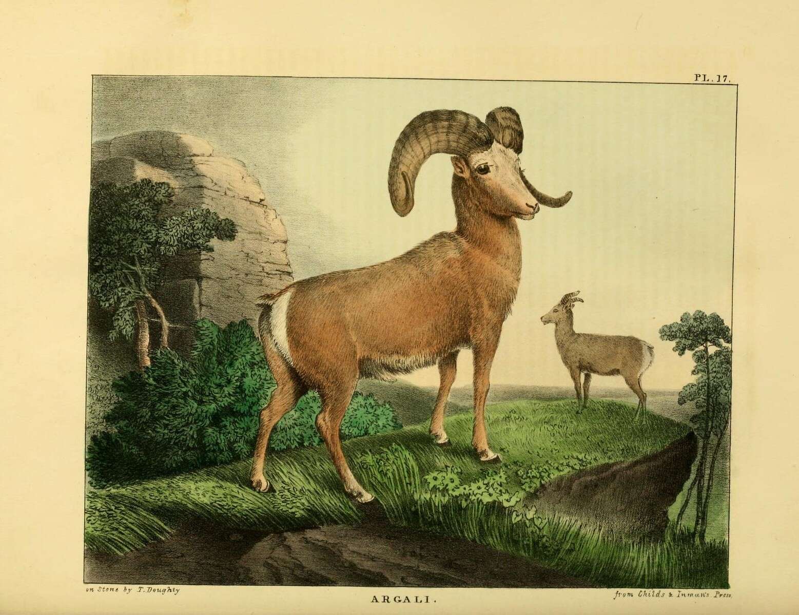 Image of argali, mouflon