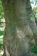 Image of Devil maple