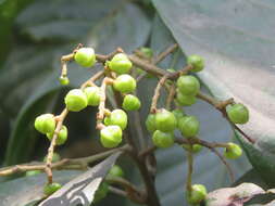 Image of Meliosma simplicifolia (Roxb.) Walp.