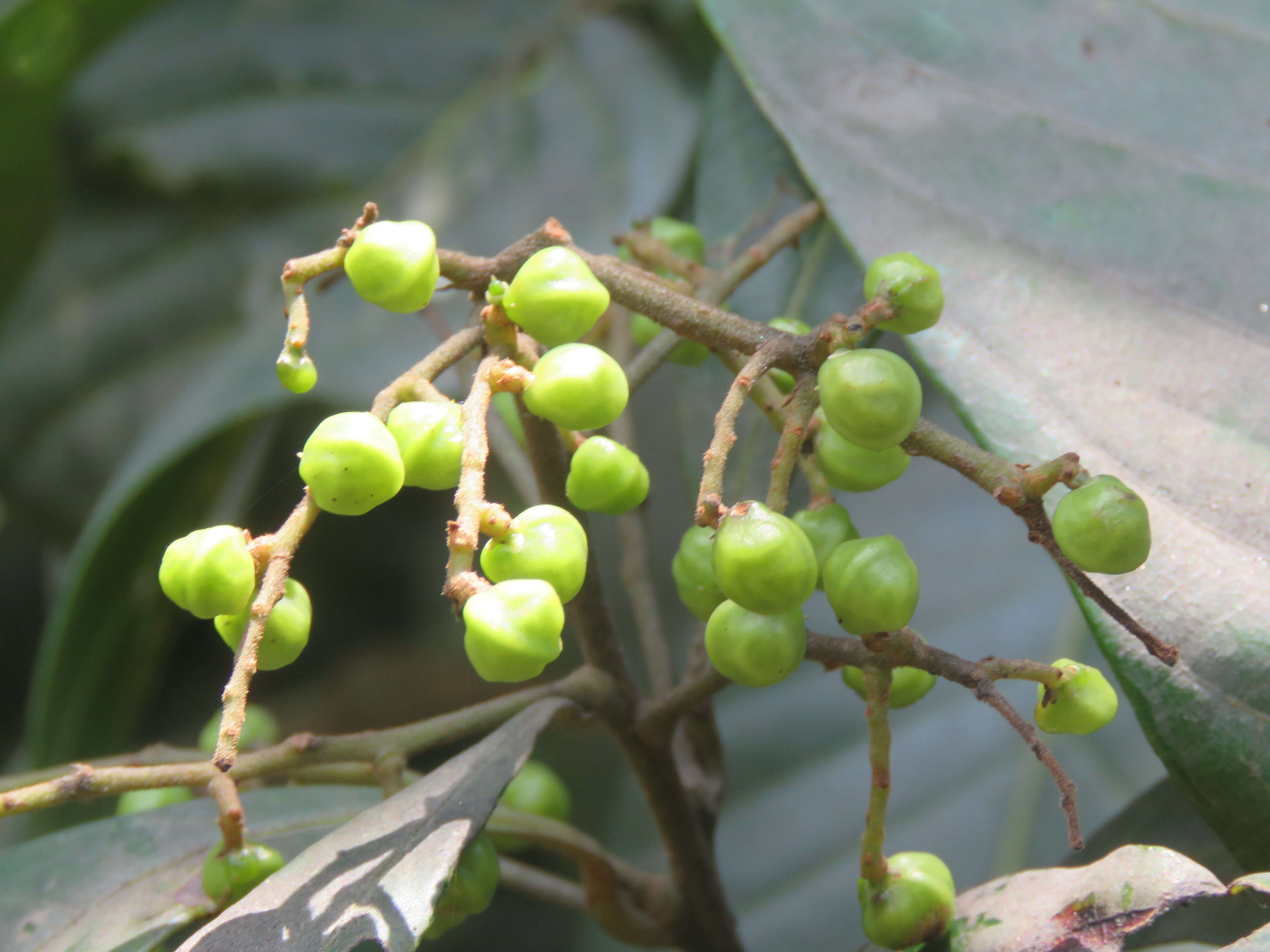 Image of Meliosma simplicifolia (Roxb.) Walp.