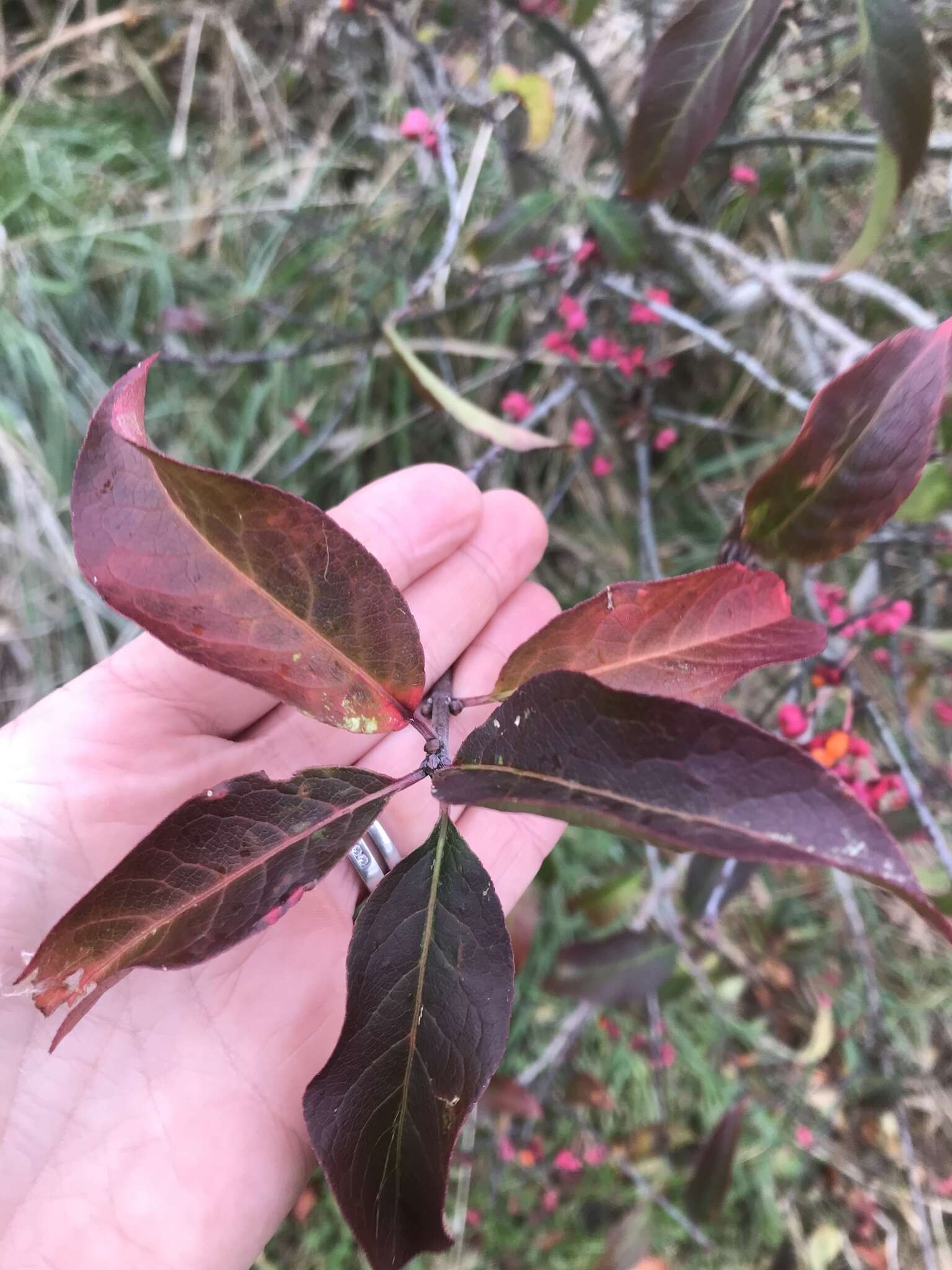 Image of Common spindle tree