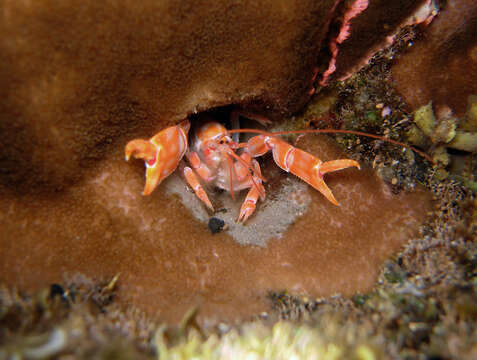 Image of Strahlaxiidae Poore 1994