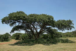 Image of Vachellia sieberiana (DC.) Kyal. & Boatwr.