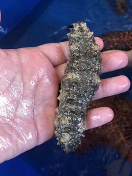 Image of Sea cucumber