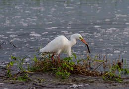 Image of Intermediate Egret