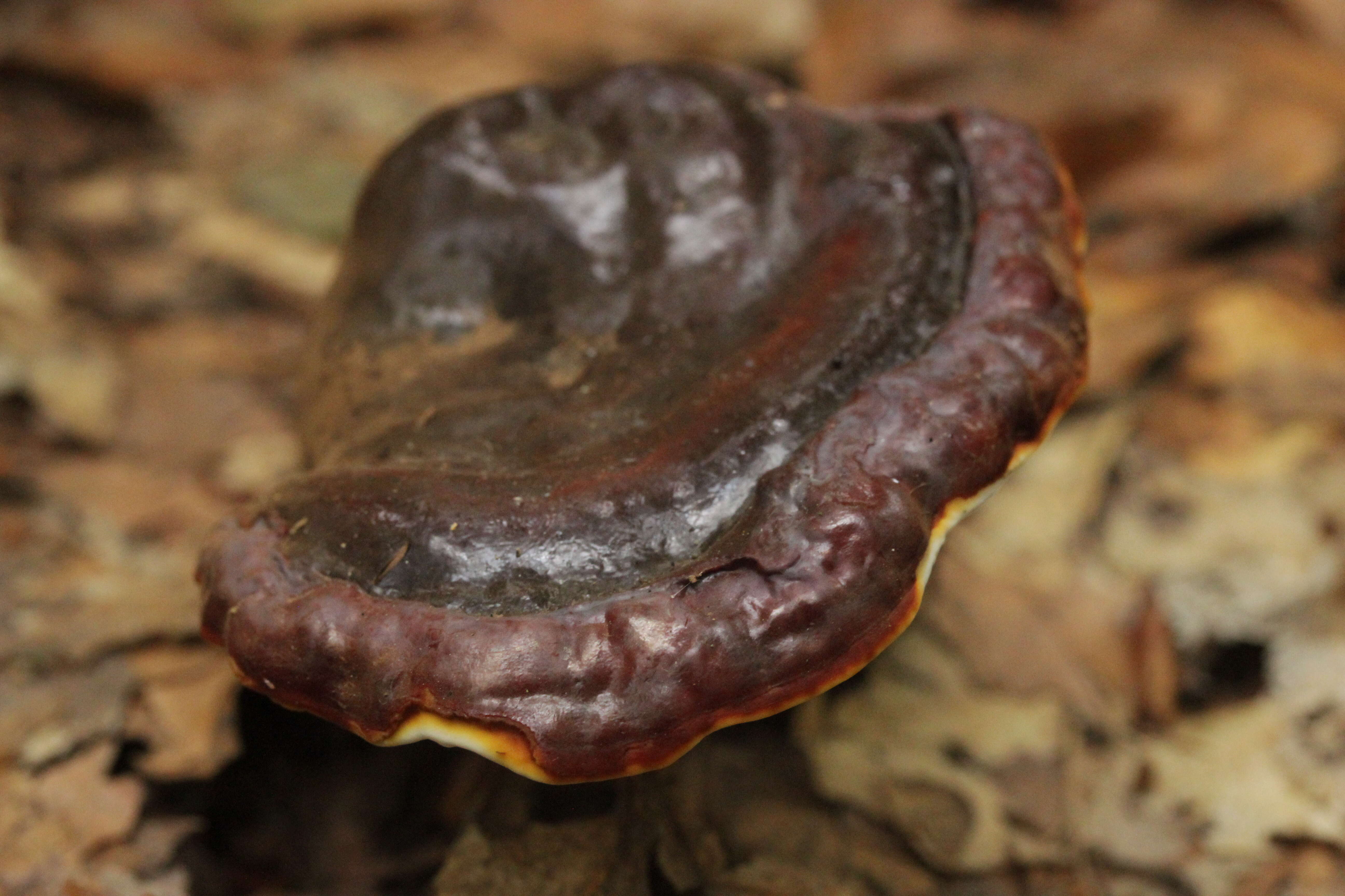 Image of lingzhi mushroom