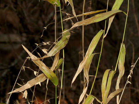 Imagem de Chasmanthium latifolium (Michx.) H. O. Yates