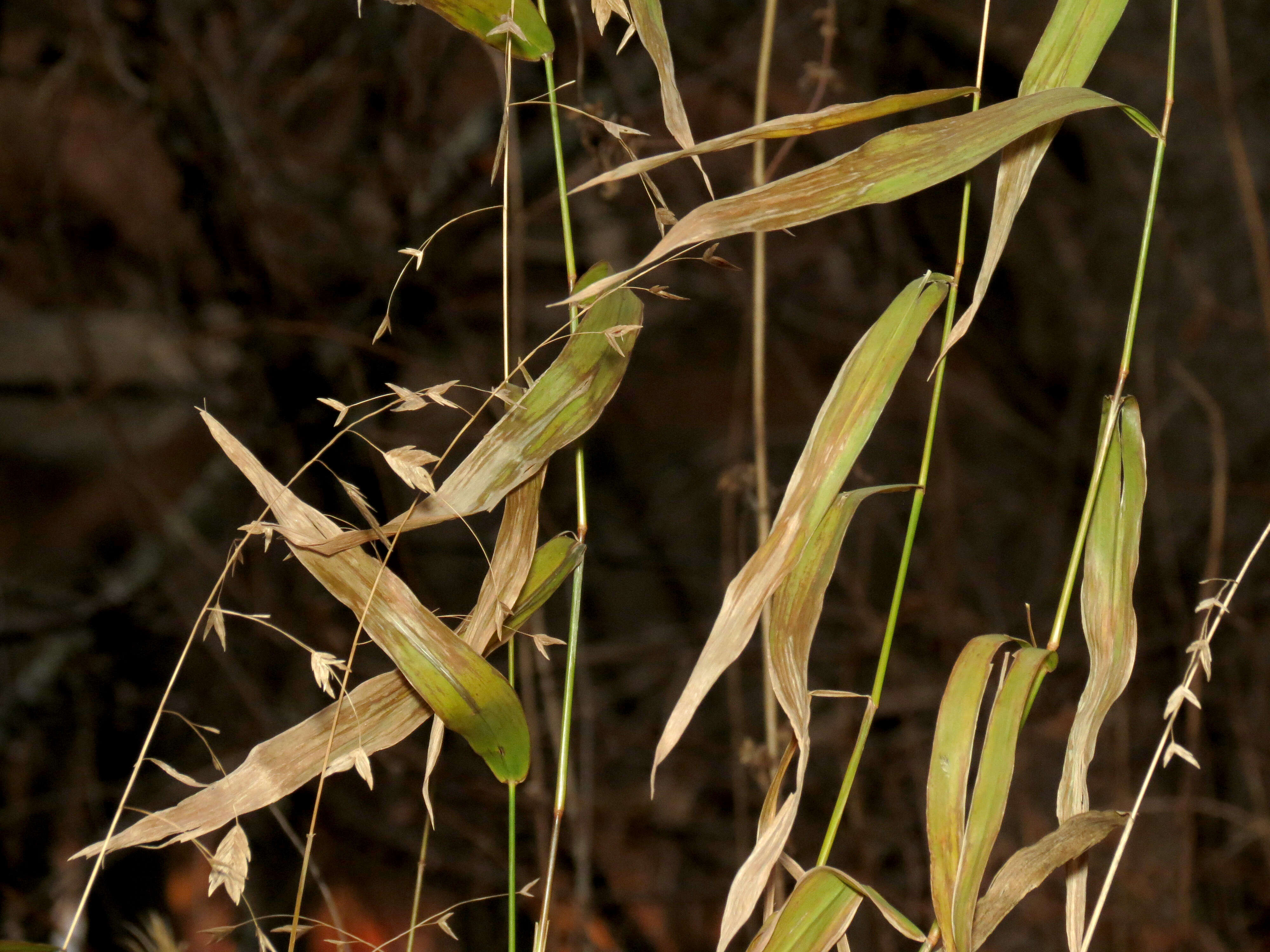 Image of Indian woodoats