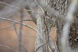 Image of Golden-crowned Kinglet