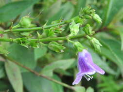 Image de Artanema longifolium (L.) Vatke