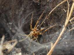 Image of Agelena labyrinthica (Clerck 1757)