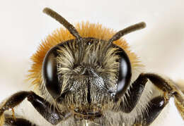 Image of early mining bee