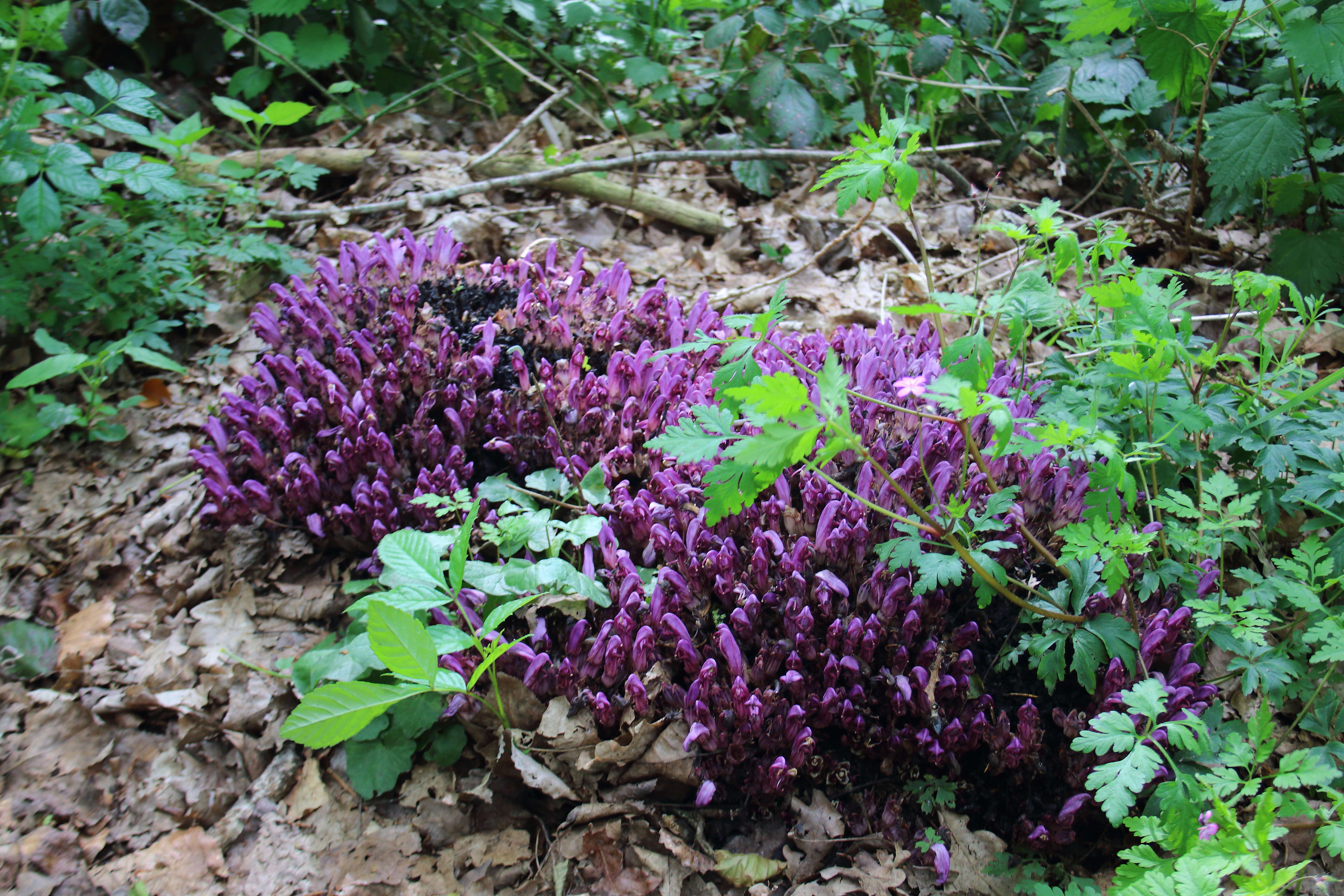 Image of Lathraea clandestina L.