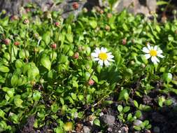 Image de Bellium fausse pâquerette