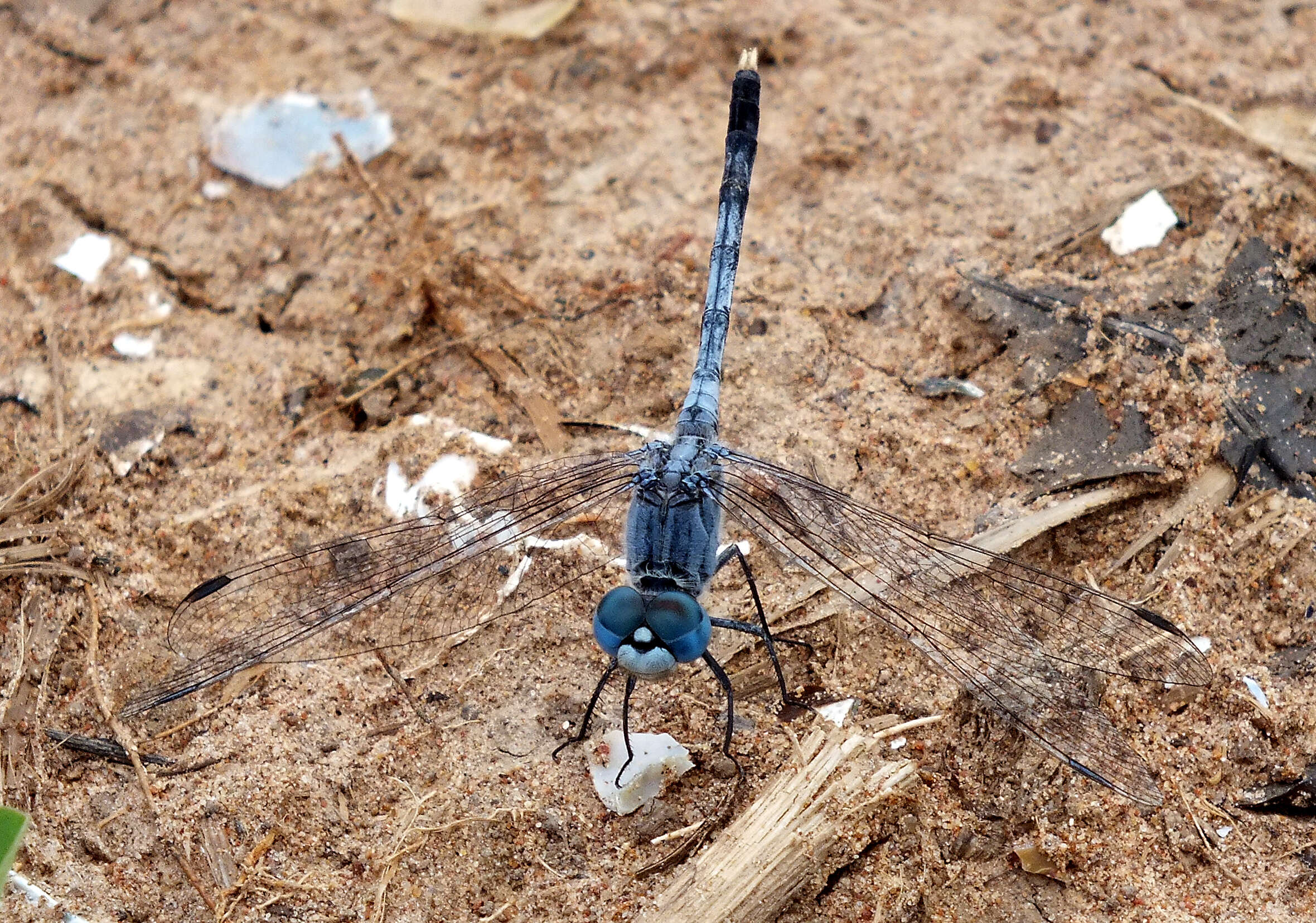 Image of Diplacodes trivialis (Rambur 1842)