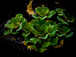 Image of pistia