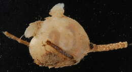 Image of Tunicate