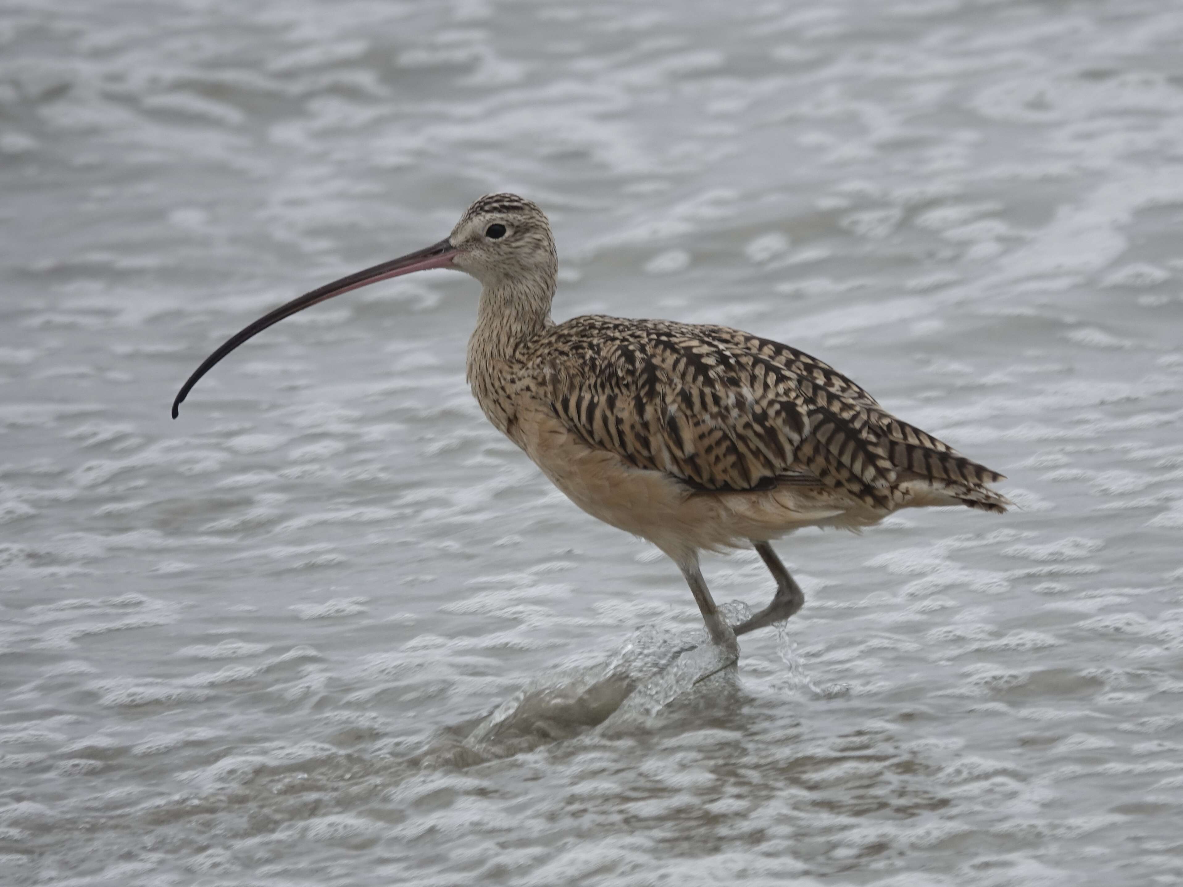 Image of Long-billed Curlew