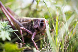 Image of Wart-biter cricket