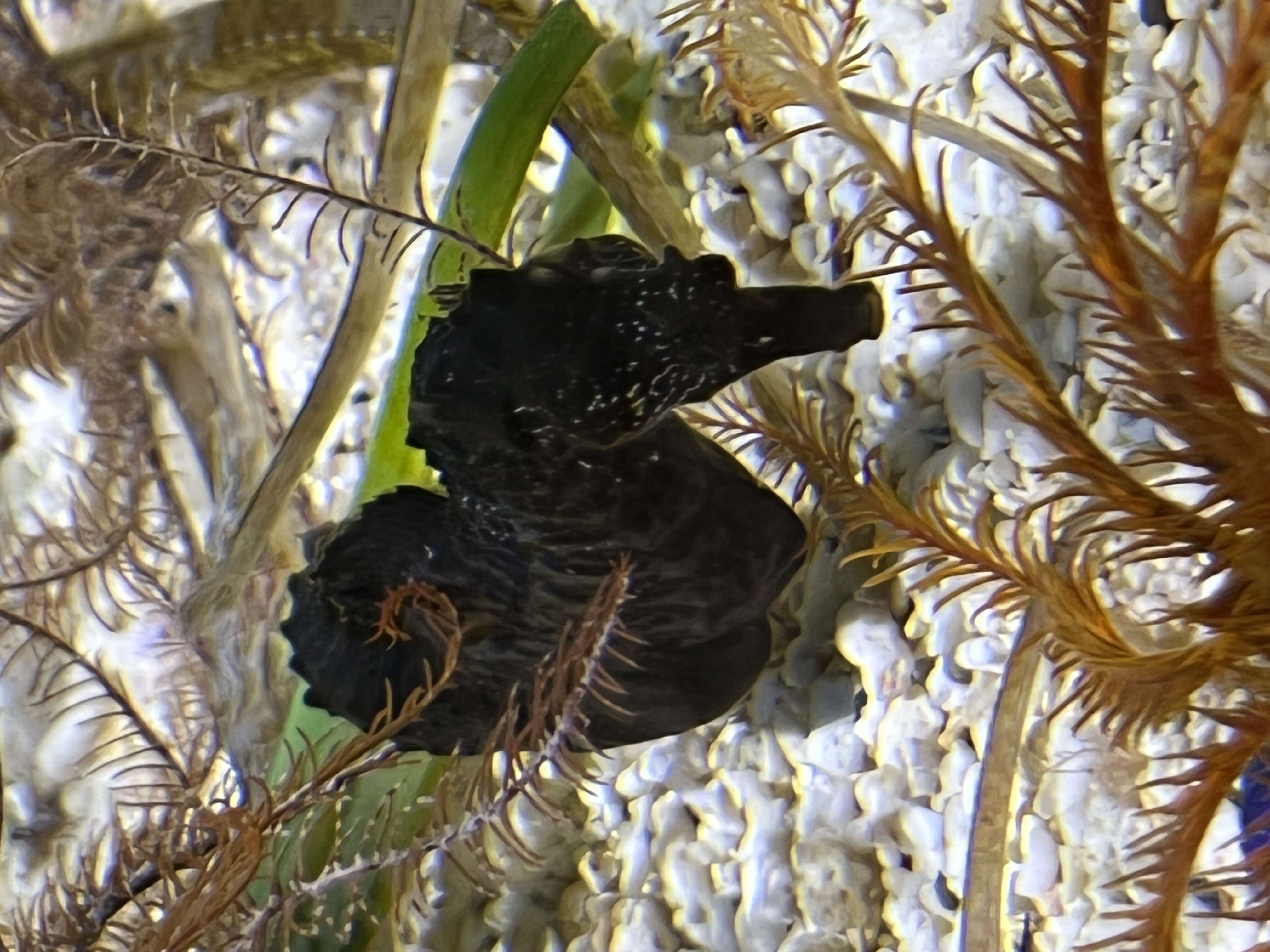 Image of seahorses