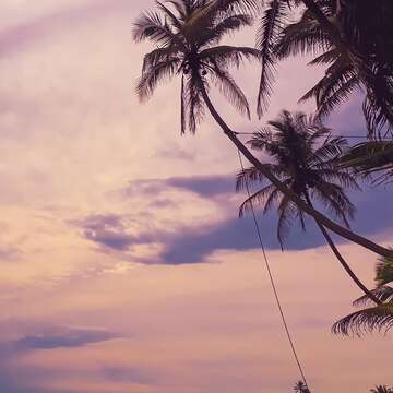 Image of coconut palm