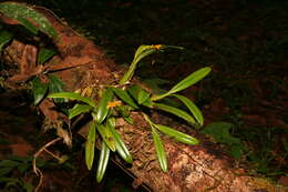 Image de Bulbophyllum auriflorum H. Perrier