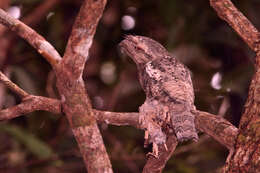 Image of Sunda Frogmouth