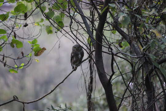 Image of Jungle Owlet