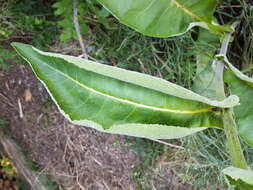 Inula helenium L. resmi