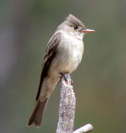 Image of Greater Pewee