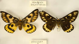 Image of Western Sheepmoth