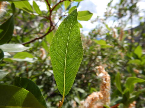 Image of Missouri River willow