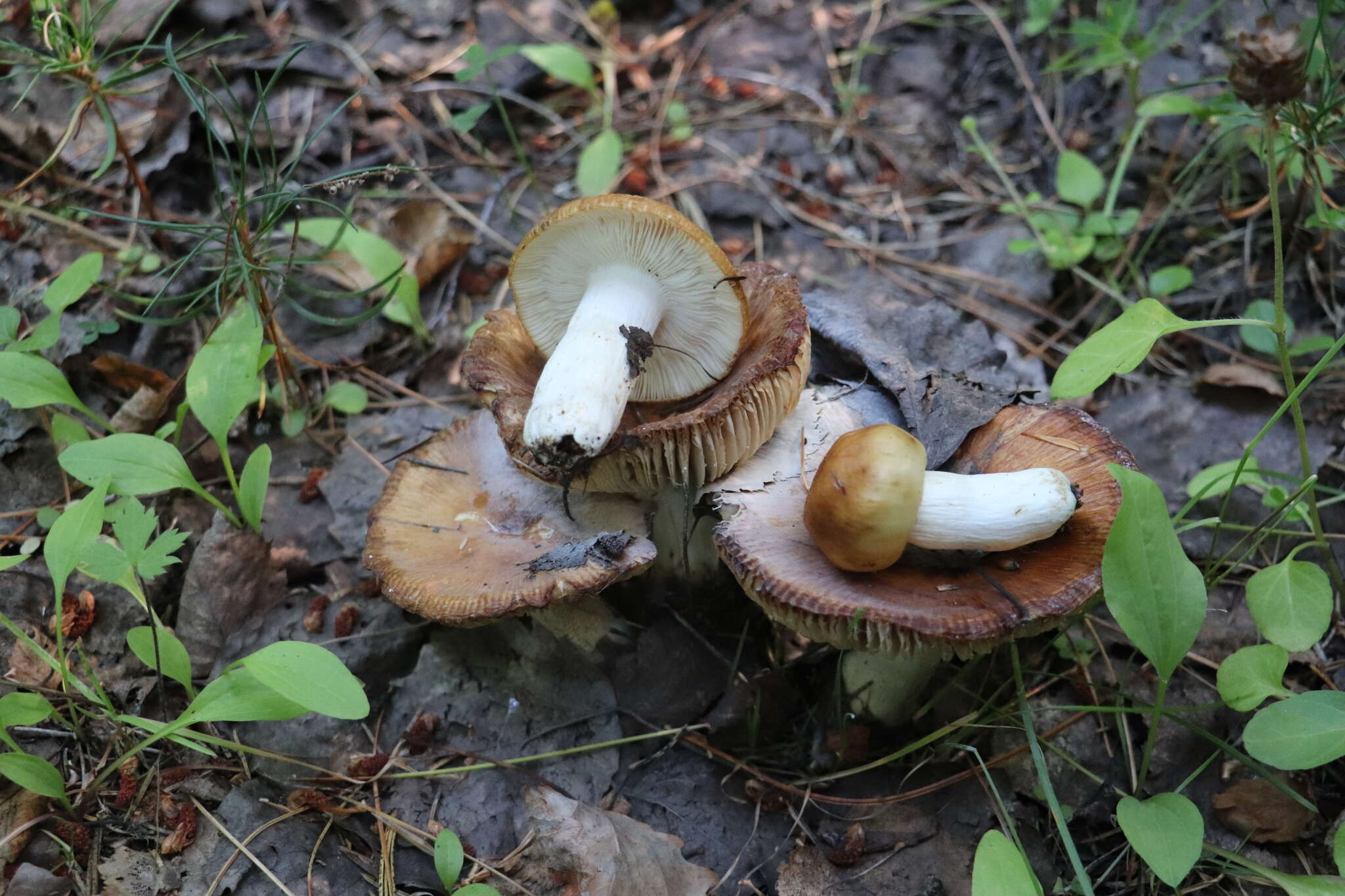 Image of Stinking Russula