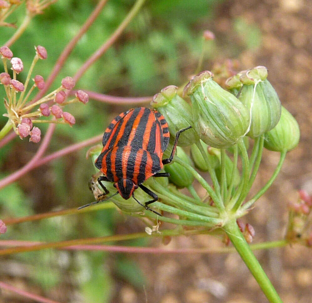 Image of <i>Graphosoma italicum</i>