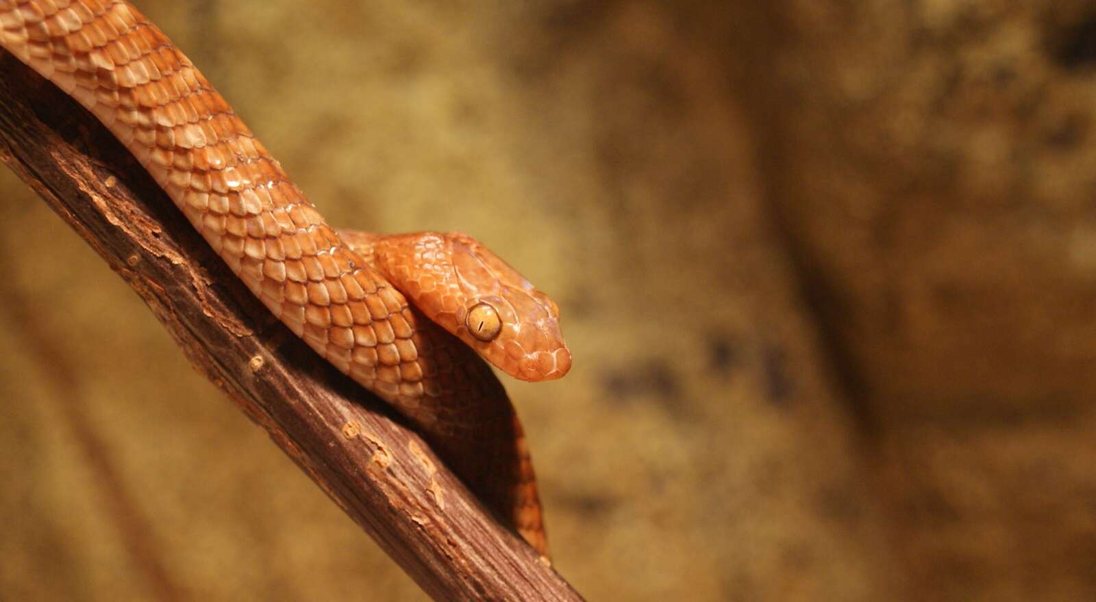 Image of Arabian Tiger Snake