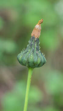 Plancia ëd Sonchus asper (L.) Hill