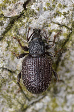 Image of rough strawberry root weevil