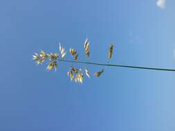 Image of Creeping Soft Grass