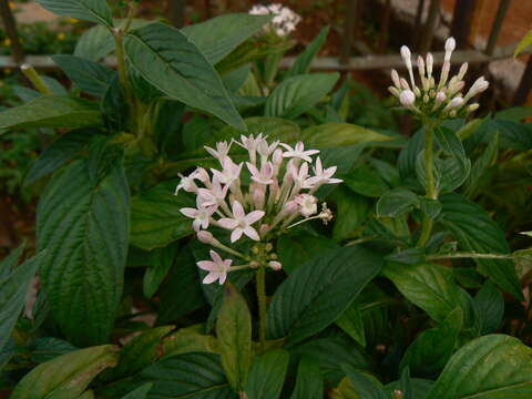 Image of pentas